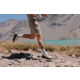 Wolverine Agility Peak 5 Trail Running Shoes - Mens, Stucco/Beluga, 10 US, J068697-10