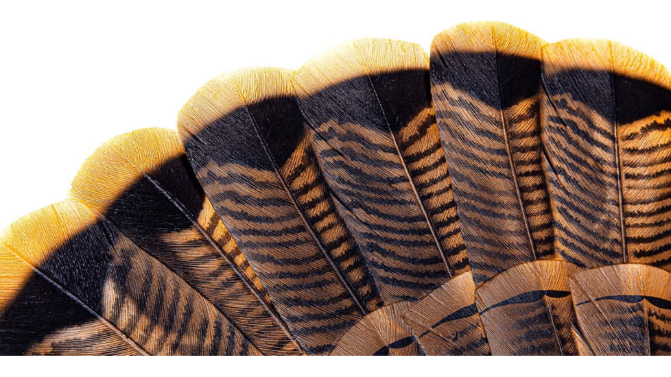 Avian X HDR Strutter Decoy, Synthetic, AVXAVX8108