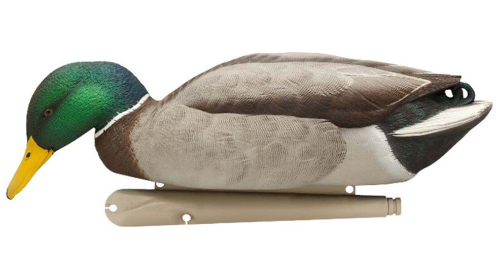 Avian X Top Flight Duck Decoy, Back Water Mallard, 6 pk, AVX-AVX8070