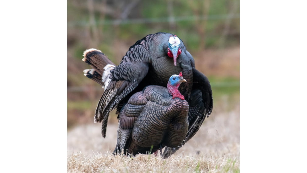 Dave Smith Decoys 3/4 Strut Jake Decoy