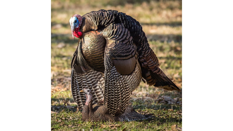 Dave Smith Decoys Mating Hen Decoy