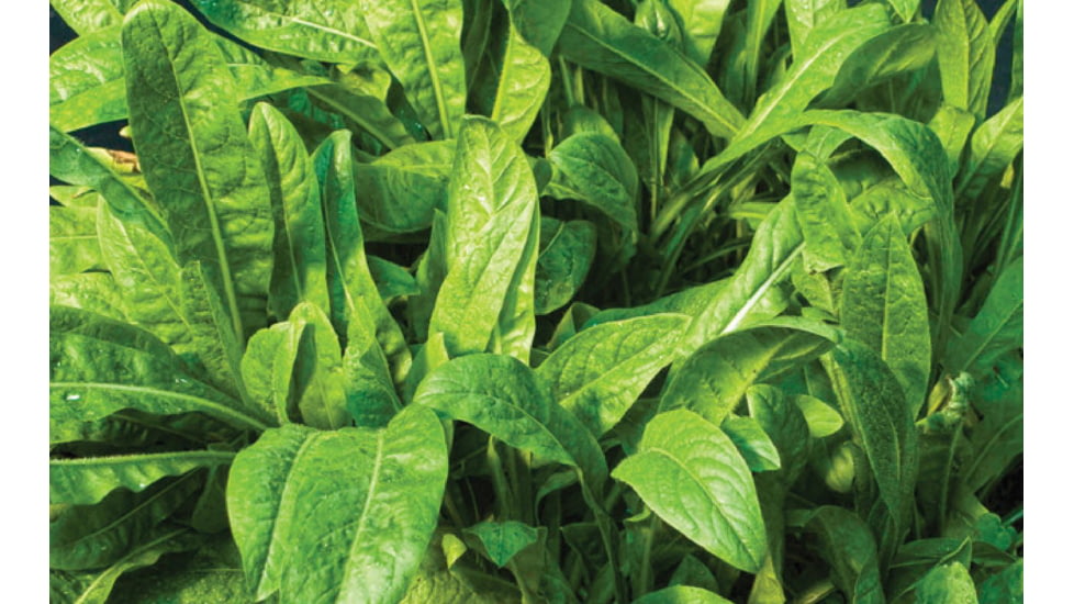 Evolved Habitats Prograze - 4Lb, Black, EVL-EVO70400