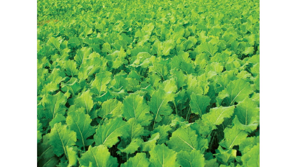 Evolved Habitats Prograze - 4Lb, Black, EVL-EVO70400