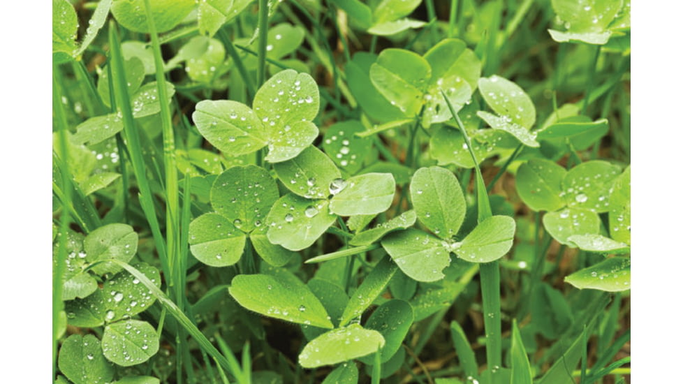 Evolved Habitats Throw &amp; Gro X-Treme w/ Radish - 5Lb, Black, EVL-EVO73005