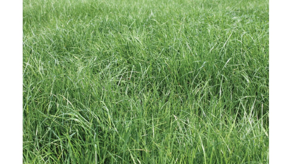 Evolved Habitats Throw &amp; Gro X-Treme w/ Radish - 5Lb, Black, EVL-EVO73005