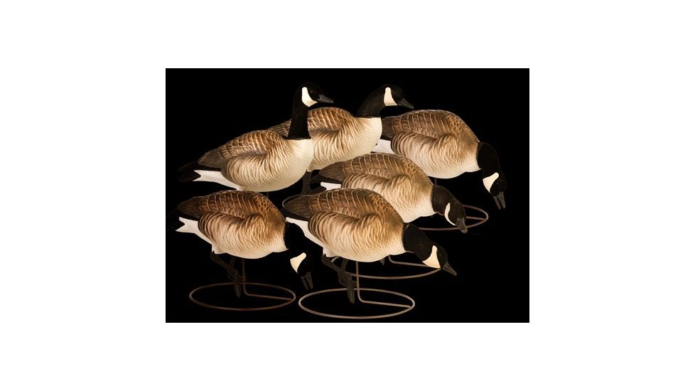 Final Approach Fully Flocked Lesser Canada Geese 474176