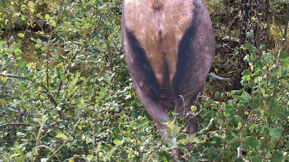 Montana Decoy Co. Backcountry Elk Decoy
