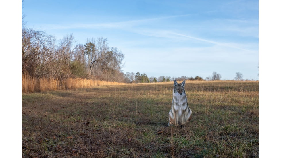 Montana Decoy Co. Sitting Coyote Decoy