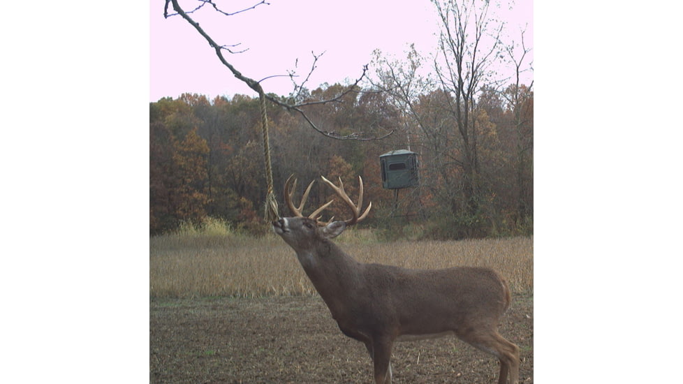 Wildlife Research Center Golden Rope Scent Concentrate, 4fl.oz, 249-4